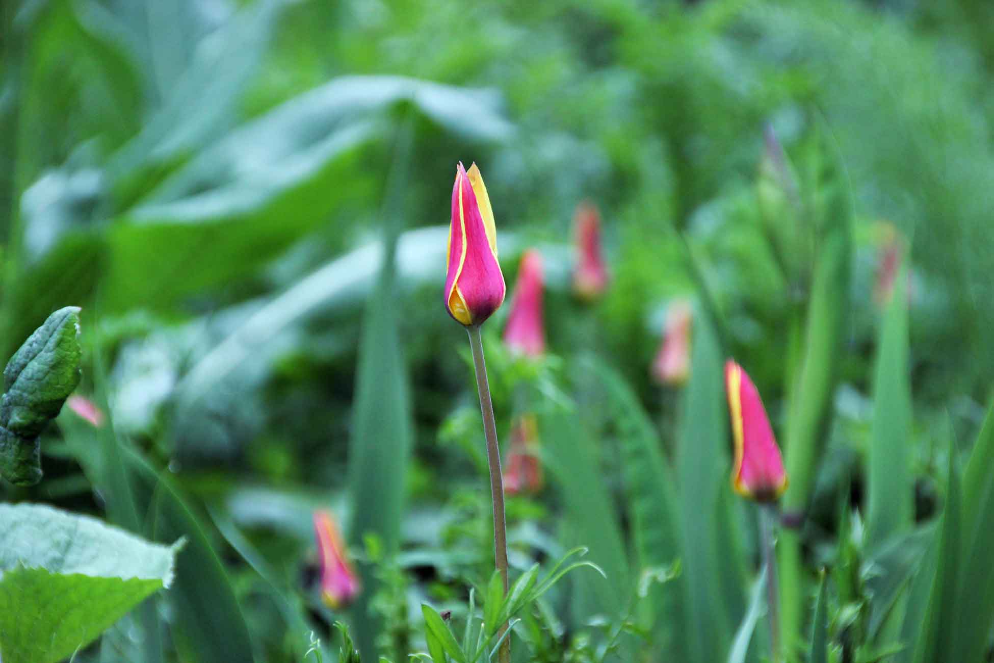 >Wild tulips