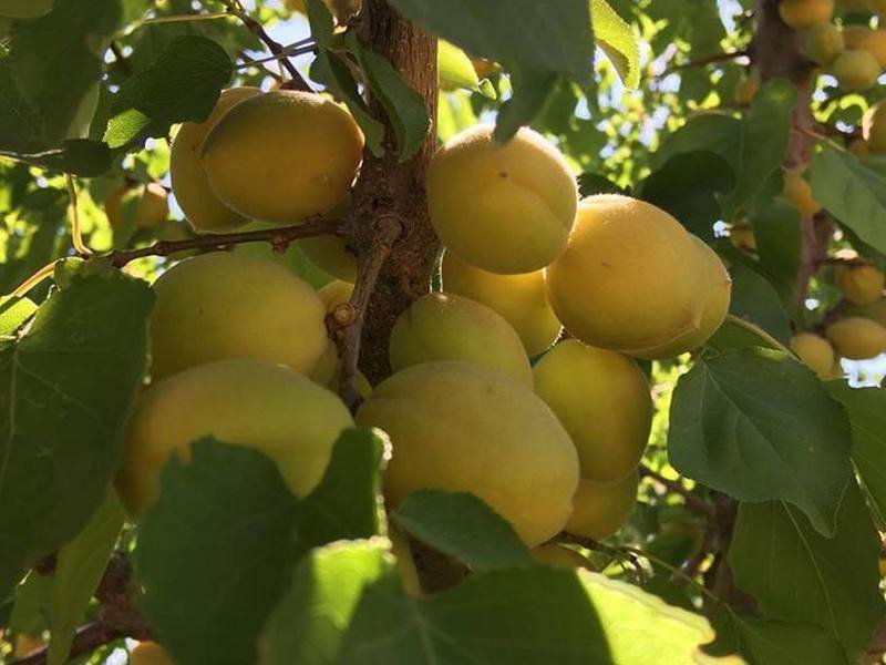 Apricots at Issyk-Kul