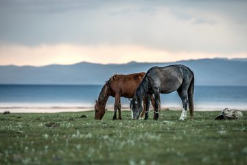 Лошади на озере Сон-Куль Лошади на озере Сон-Куль