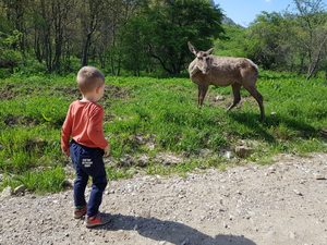 Можно встретить дикого оленя в заповеднике