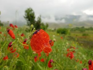 Красные маки