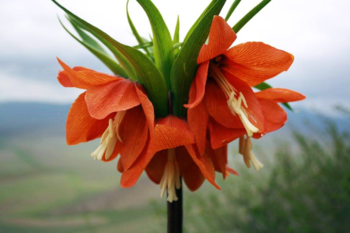 Spring is a perfect time to see Aigul flower in bloom