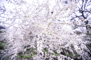Beginning of spring in Kyrgyzstan Beginning of spring in Kyrgyzstan