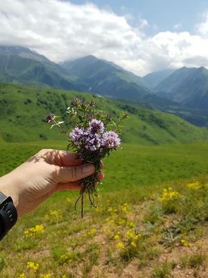 Чабрец