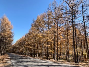 Golden autumn in the mountains