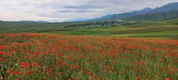 How lucky we are to see poppy fields in June How lucky we are to see poppy fields in June