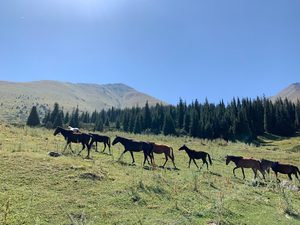 Лошади по пути к озеру