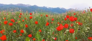 Маковые поля в Кыргызстане