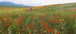 Маковые поля в Кыргызстане