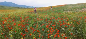Tours in Kyrgyzstan and Uzbekistan