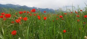 Маковые поля в Кыргызстане