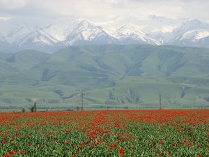 Маковые поля и вид на горы