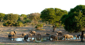 Tembe
