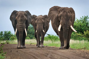 Tembe