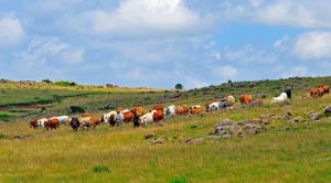 Vryheid