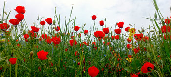 Photo session on poppy fields and painting