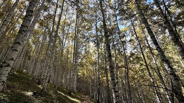 Тропа в березовой роще