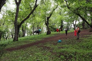 Экскурсия в ореховые леса в Арсланбобе
