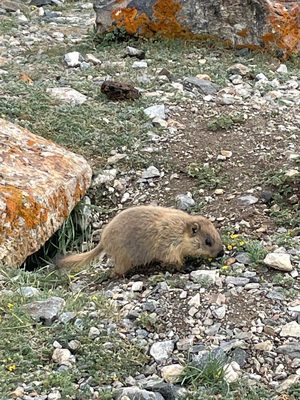 Fauna of the base camp