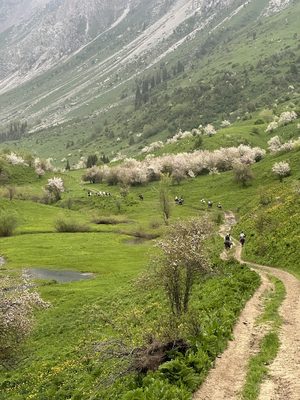 Цветение деревьев в Сары-Челеке