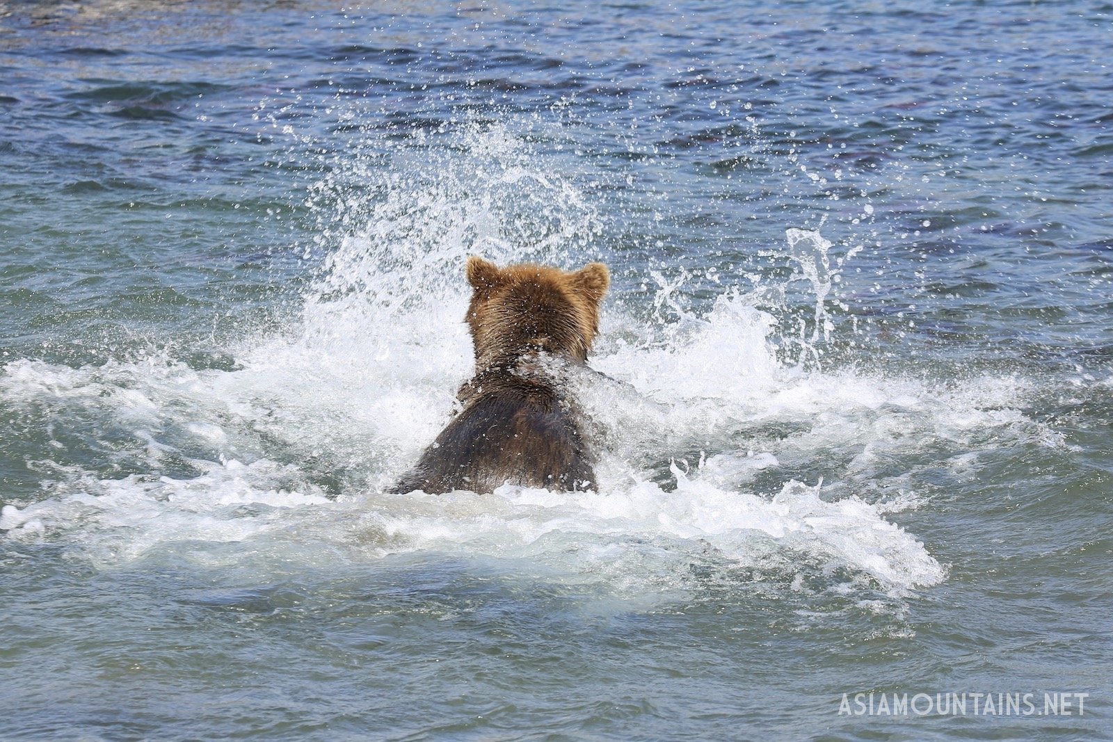 Unique kamchatka. Медведи Камчатки фото. Медведь и Рыбак ловят рыбу на Камчатке. Какие медведи на Камчатке. Камчатка Трэвел групп.