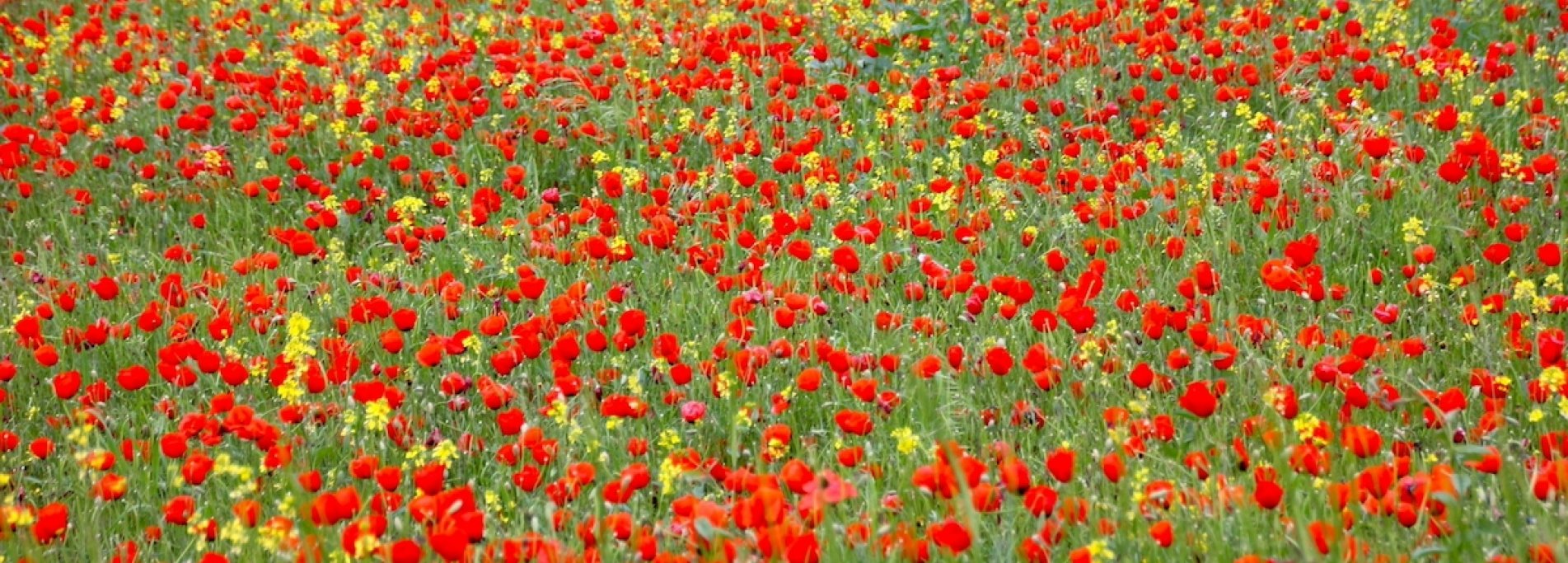 Poppy fields of Kyrgyzstan  - Splendor of the Chui valley