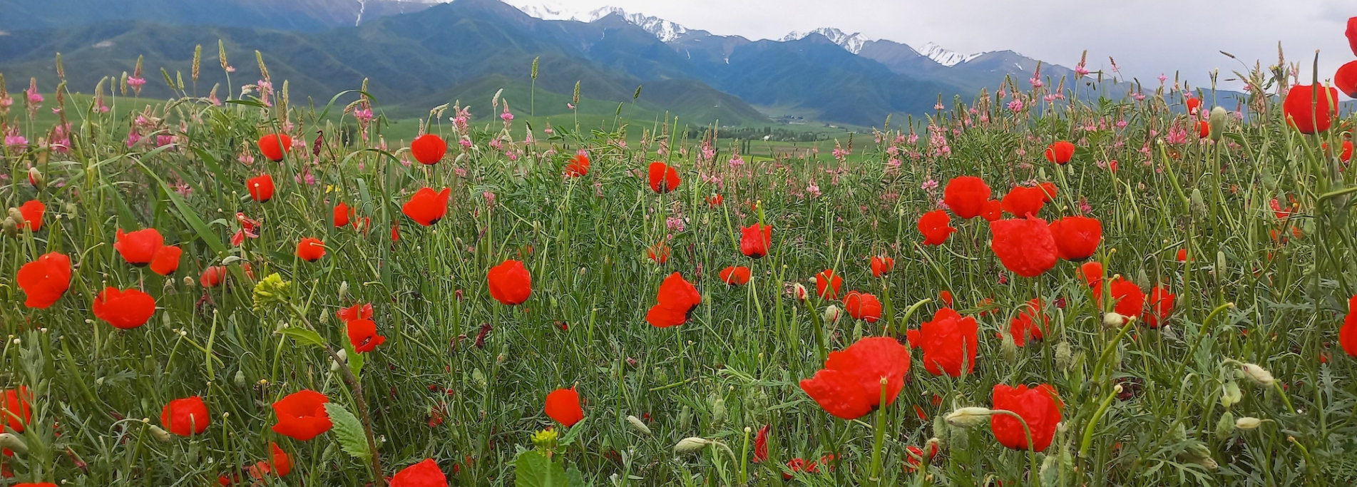 Blooming Kyrgyzstan  - Scarlet poppy fields of the Chui Valley