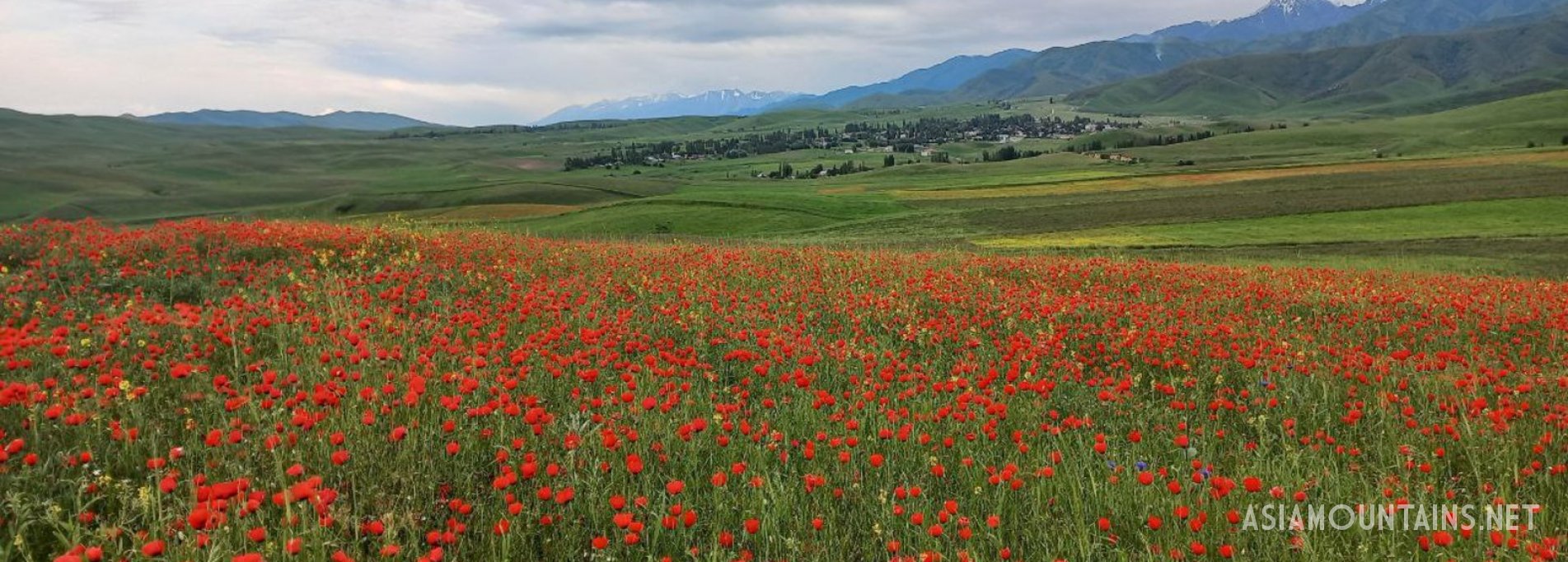 How lucky we are to see poppy fields in June