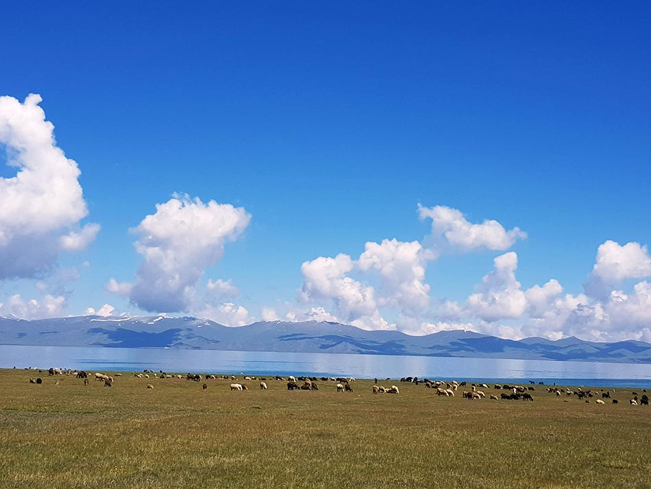 > Sheep on Son-Kul Lake 