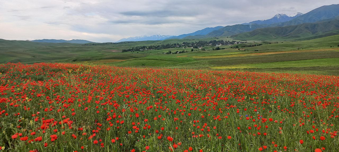 Poppy fields near Bishkek