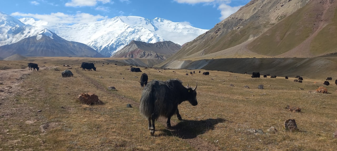 Yaks in the base camp and a view of Lenin Peak