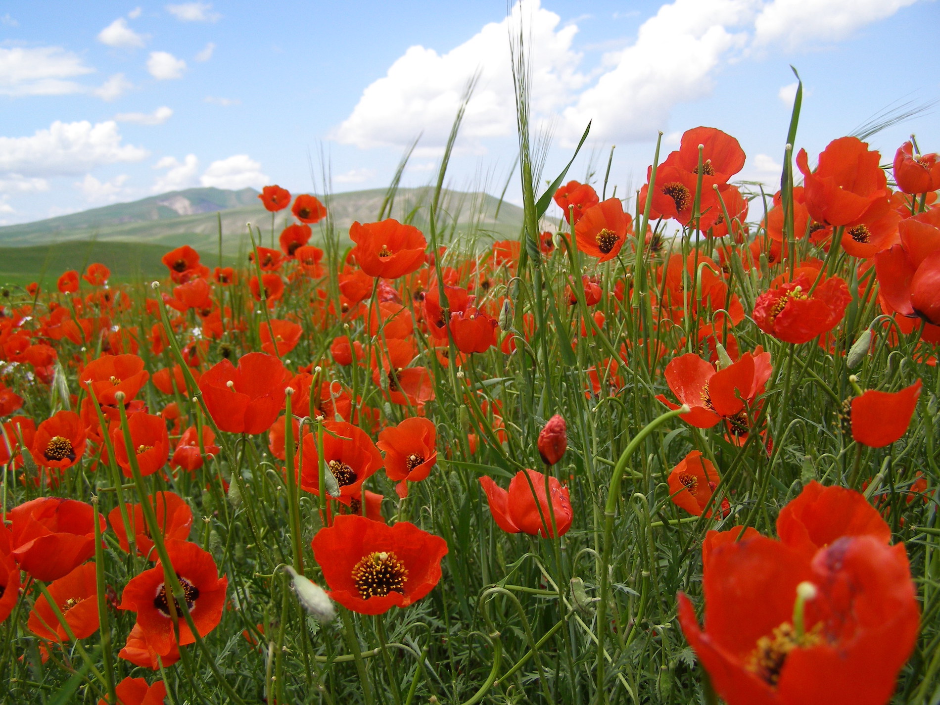 Red poppies of Kyrgyzstan