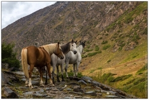 Конный тур в Киргизии / Horse riding in Kyrgyzstan