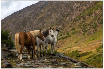 Конный тур в Киргизии / Horse riding in Kyrgyzstan