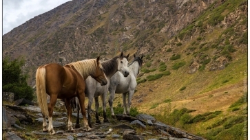 Конный тур в Киргизии / Horse riding in Kyrgyzstan 