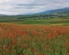 How lucky we are to see poppy fields in June