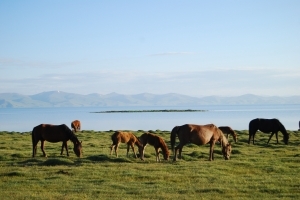 Лошади на озере Сон-Куль / Horses at Son-Kul lake