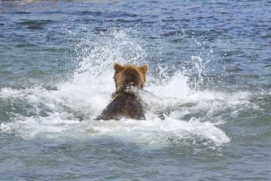 Медвежонок ловит рыбу /  Baby bear catches fish