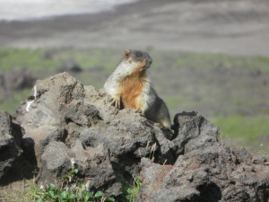 Сурок на горе Верблюд / Marmot at the Verblud mountain