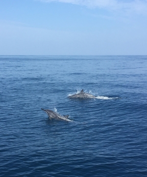 Дельфины / Amazing Dolphins