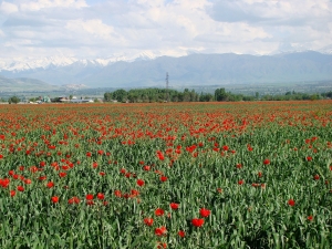 Маковые поля рядом с Бишкеком / Poppy fields near Bishkek