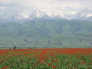 Маковые поля и вид на горы / Poppy fields and view of the mountains