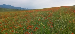 Маковые поля в Кыргызстане / Poppy fields in Kyrgyzstan