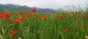 Маковые поля в Кыргызстане / Poppy fields in Kyrgyzstan