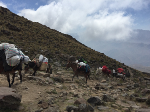 Carry Luggage by Mules Between Goosfandsara to Bargah Sevom Camp