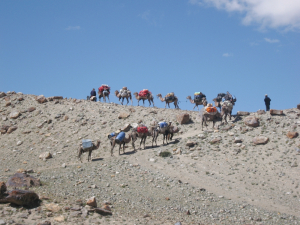 Перевозка вещей на верблюдах / Transportation of bags on camels