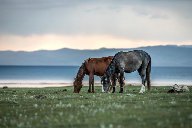 Лошади на озере Сон-Куль / Horses at Son-Kul Lake - Naryn Region Kyrgyzstan