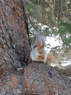 Белочка / Squirrel