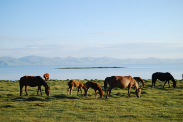 Лошади на озере Сон-Куль / Horses on Lake Son-Kul