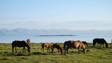 Лошади на озере Сон-Куль / Horses on Lake Son-Kul